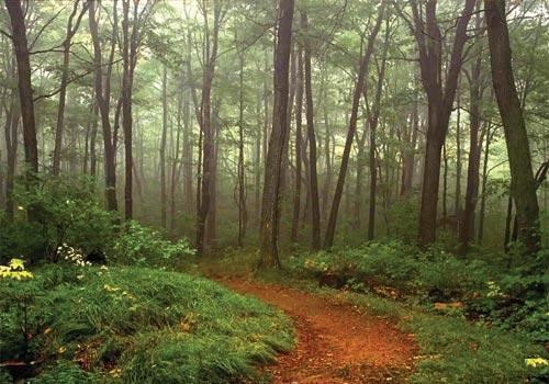 CT Campus wooded area